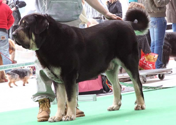 Rodo de Valdejera - Exc.1, CAC - Open Class Males, International show Brno 06.07-02.10
Keywords: 2010 bubakova valdejera