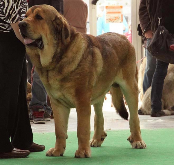 Anuler Alano - Exc.1, CAC, CACIB, BOB - Intermediate Class Males, International show Brno 06.07-02.10
Keywords: 2010 anuler mastibe