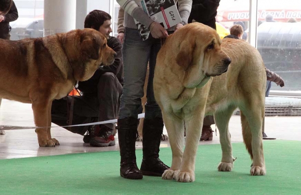 Amie Con Fundo - Exc.1, CAC, res.CACIB - Intermediate Class Females, International show Brno 06.07-02.10
Keywords: 2010