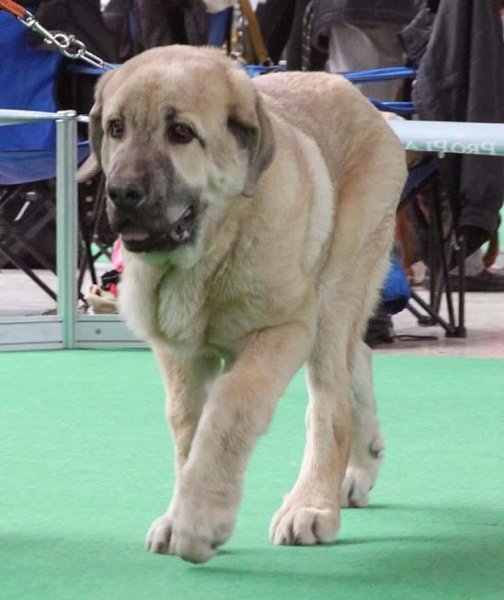 Amon Esem FCI - VG 3 - Baby Class Males, International show Brno 06.07-02.10
Keywords: 2010