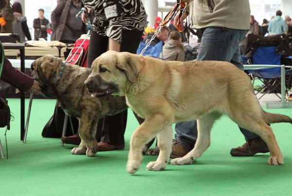 Amon Esem FCI - VG 3 & Primus Mastibe - VG 2 - Baby Class Males, International show Brno 06.07-02.10
Keywords: 2010