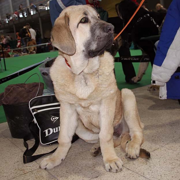 Amon Esem FCI - VG 3 - Baby Class Males, International show Brno 06.07-02.10
Keywords: 2010