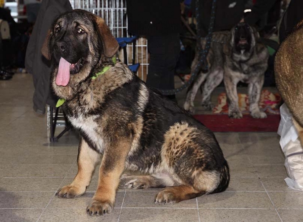 Andreas Samael - VG 1 - Baby Class Males, International show Brno 06.07-02.10
Keywords: 2010