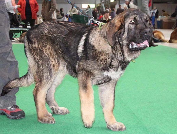 Andreas Samael - VG 1 - Baby Class Males, International show Brno 06.07-02.10
Keywords: 2010