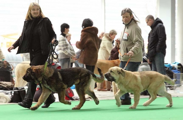 Andreas Samael - VG 1 & Amon Esem FCI - VP 3 - Baby Class Males, International show Brno 06.07-02.10
Keywords: 2010