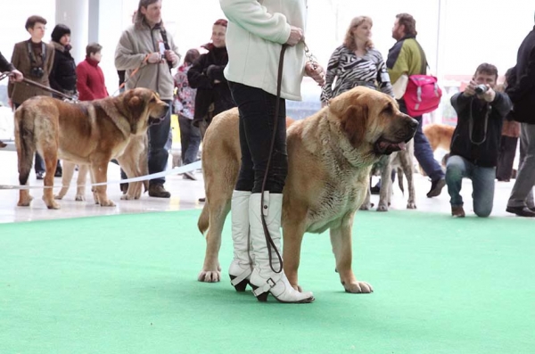 Cheer z Kraje Sokolu - Exc.2 - Intermediate Class Females, International show Brno 06-07.02.10
Keywords: 2010 sokol