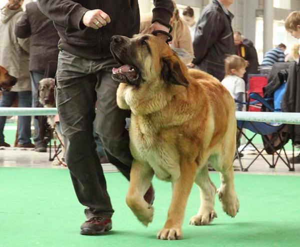 Chiwas z Kraje Sokolu - Exc.2, res.CAC - Intermediate Class Males, International show Brno 06-07.02.10
Keywords: 2010 sokol