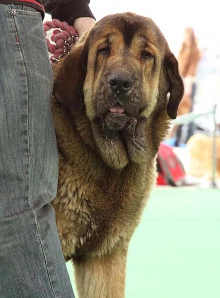 Desire z Polabskych blat - VP 1 - Puppy Class Females, International show Brno 06-07.02.10
Keywords: 2010 head portrait cabeza