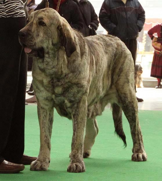 Jenny Mastibe - Exc.1, CAC, CACIB - Champion Class Females, International show Brno 06-07.02.10
Keywords: 2010 mastibe