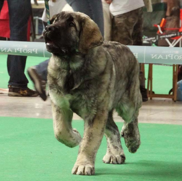 Primus Mastibe - VG 2 - Baby Class Males, International show Brno 06-07.02.10
Keywords: 2010 mastibe