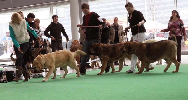 Puppy Class Females, International show Brno 06-07.02.10
Keywords: 2010