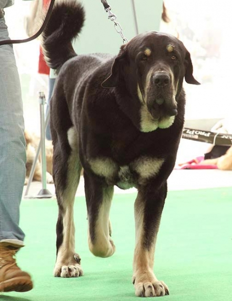 Rodo de Valdejera - Exc.1, CAC, res.CACIB - Open Class Males, International show Brno 06-07.02.10
Keywords: 2010 bubakova valdejera