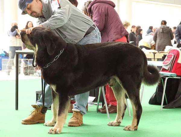 Rodo de Valdejera - Exc.1, CAC, res.CACIB - Open Class Males, International show Brno 06-07.02.10
Keywords: 2010 bubakova valdejera