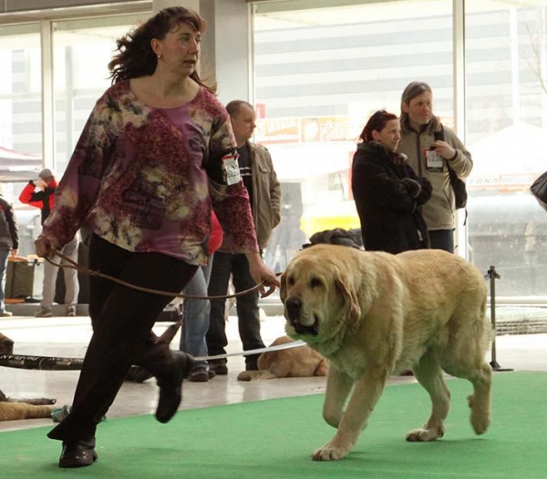 Sereno Tornado Erben - Exc.1, CAJC, Best Junior - Junior Class Males, International show Brno 06-07.02.10
Keywords: 2010 tornado