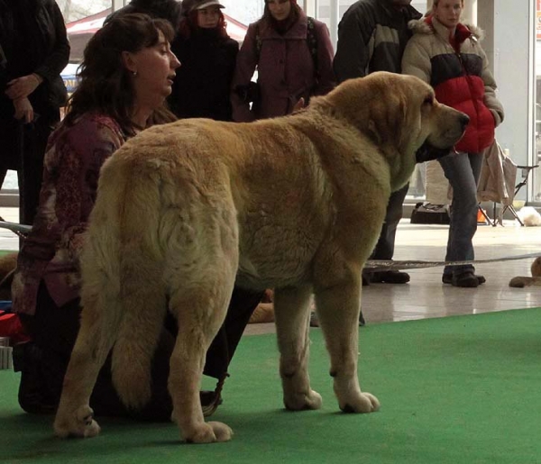 Sereno Tornado Erben - Exc.1, CAJC, Best Junior - Junior Class Males, International show Brno 06-07.02.10
Keywords: 2010 tornado