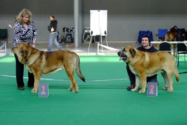 Anuler Alano - Exc.1, CAC, CACIB, BOB & Chiwas z Kraje Sokolu - Exc.2, res.CAC -  Intermediate Class Males, International show Brno 06-07.02.10 
Keywords: 2010