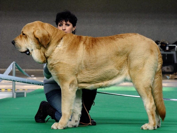 Amie Con Fundo - Exc.1, CAC, res.CACIB - Intermediate Class Females, International show Brno 06-07.02.10 
Keywords: 2010 confundo