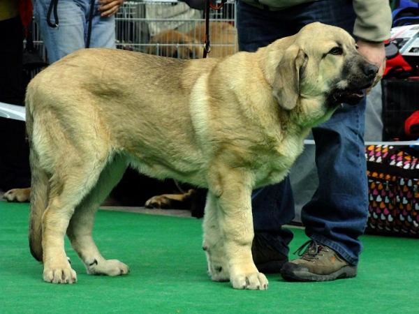 Amor Esem FCI - VG 3, Baby Class Males, International show Brno 06-07.02.10 
Keywords: 2010