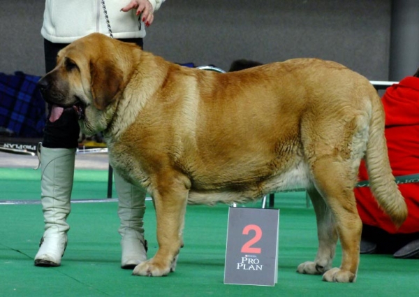 Cheer z Kraje Sokolu - Exc.2 - Intermediate Class Females, International show Brno 06-07.02.10 
Keywords: 2010 sokol