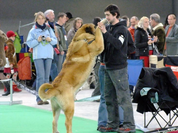 Chiwas z Kraje Sokolu - Exc.2, res.CAC - Intermediate Class Males, International show Brno 06-07.02.10 
Keywords: 2010 sokol