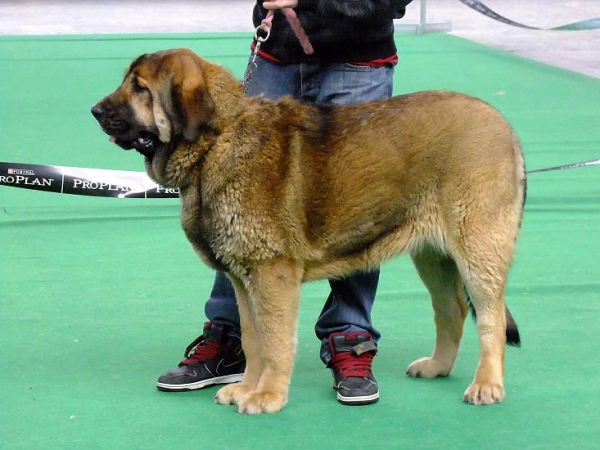 Desire z Polabskych blat - VG 1 - Puppy Class Females, International show Brno 06-07.02.10 
Keywords: 2010