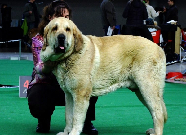 Sereno Tornado Erben - Exc.1, CAJC, Best Junior - Junior Class Males, International show Brno 06-07.02.10 
Keywords: 2010 tornado