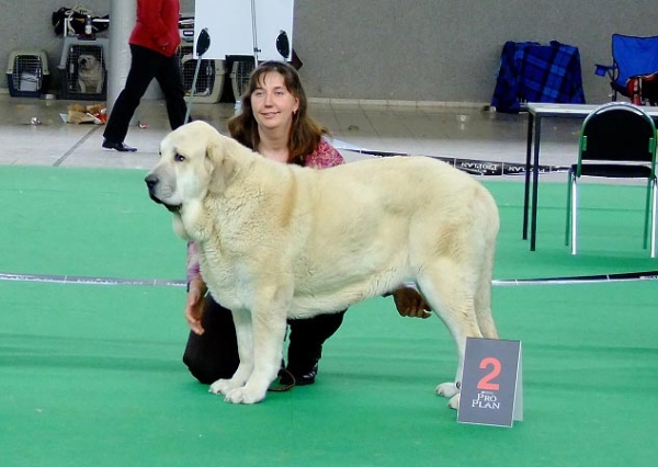 Syra de Zurita - Exc.1, CAJC - Junior Class Females, International show Brno 06-07.02.10 
Keywords: 2010 zurita tornado