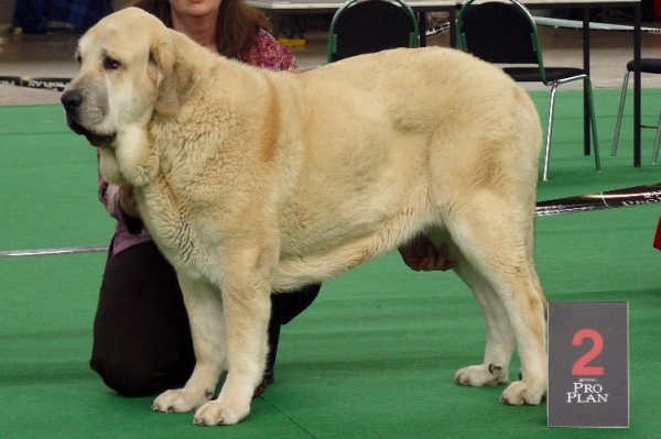 Syra de Zurita - Exc.1, CAJC - Junior Class Females, International show Brno 06-07.02.10 
Keywords: 2010 zurita tornado