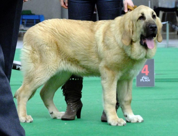 Uma Tornado Erben - VG 3, Puppy Class, International show Brno 06-07.02.10 
Keywords: 2010 tornado