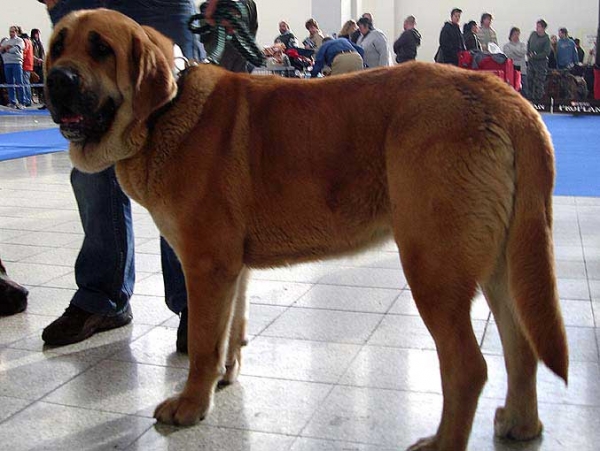 Arba Calverota: excellent 1, CAC, res. CACIB - Intermediate Class Females, International Show, Brno, Czech Republic, 07-08.02.2009
(Unique du Domaine du Runneval x Ginny Mastibe)
Born: 29.06.2007

Photo: Iva Jarova, 'Mastibe' © Copyright
Keywords: 2009 calverota