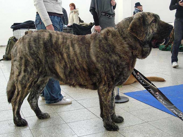 Holly Mastibe: Excellent 1, CAC, CACIB - Open Class Females, International Show, Brno, Czech Republic, 07-08.02.2009
(Druso de la Aljabara x Connie Mastibe)
Born: 03.07.2006

Photo: Iva Jarova, 'Mastibe' © Copyright
Keywords: 2009 mastibe