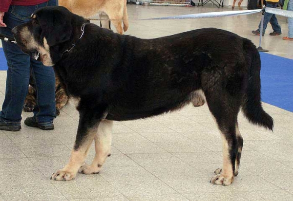 Rodo de Valdejera: excellent - Intermediate Class Males, International Show, Brno, Czech Republic, 07-08.02.2009
(Nistos de Valdejera x Vita de Valdejera)
Born: 23.08.2007

Photo: Iva Jarova, 'Mastibe' © Copyright
Keywords: 2009 bubakova