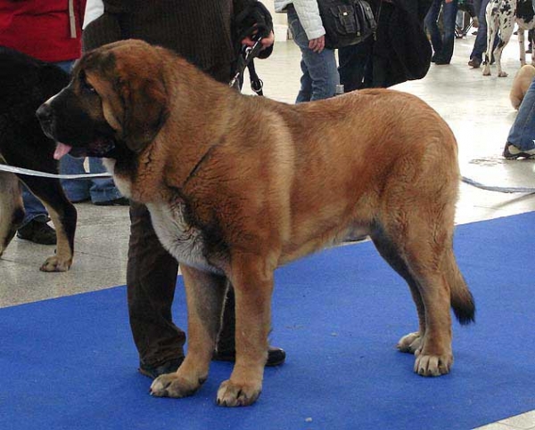 Aragon vom Eisinger Land: excellent 2 - Young Class Males, International Show, Brno, Czech Republic, 07-08.02.2009
(Arak z Kraje Sokolu x Luana vom Haus vom Steraldted)
Born: 29.12.2007

Photo: Iva Jarova, 'Mastibe' © Copyright
Keywords: 2009 sokol