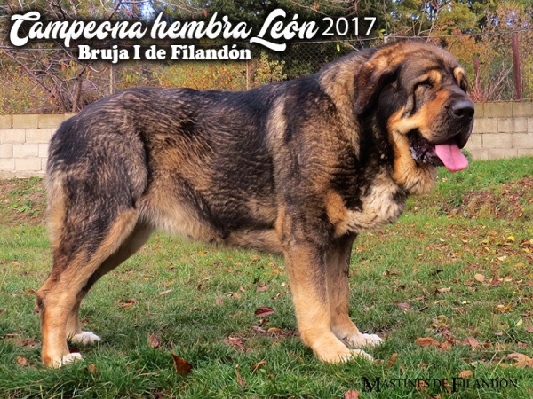 Bruja de Filandón - Champion Female León 2017
Keywords: filandon 2017