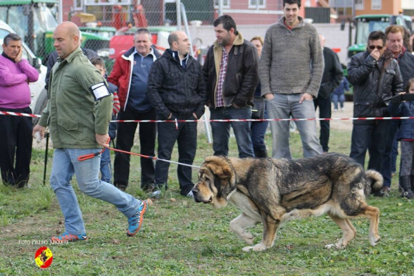 Bruma de Filandón: 3ª Open Class Females - Mansilla de las Mulas 09.11.2014
Keywords: 2014 filandon