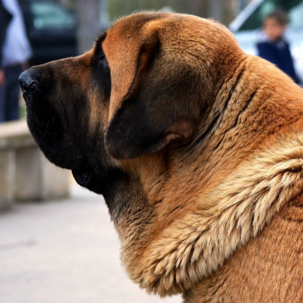 Bull de Basillon
Keywords: basillon head portrait cabeza