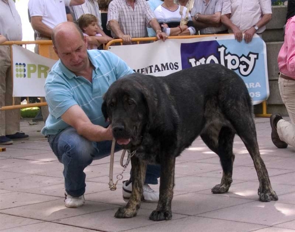 Negrita de Buxionte - Young Class Females - Monográfica AEPME, Valencia de Don Juan 02.09.2006
(Dumbo de Reciecho x Rayas de los Zumbos)
Born: 25.07.2005
Keywords: 2006 buxionte