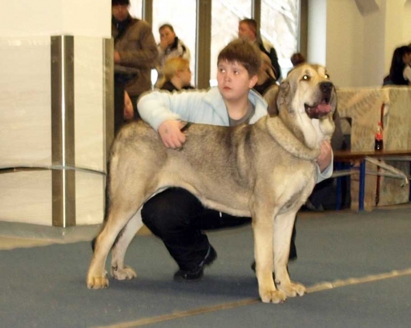 Lady Carla Tornado Erben (Open Class Females): Very Good 1, in junior handler 3. place - International Dog Show, Tallinn, 13-14.02.2009
(Basil Mastifland x Florita Maja Tornado Erben)
Born: 13.12.2006
Keywords: 2009