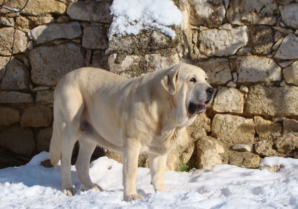 Cañonero de Fuente Mimbre - father of puppies born February 2011
Kennel / Afijo: "FUENTE MIMBRE"
Breeder / Criador: Francisco Torrijos
Tlf. +34 979 72 91 20
Web: http://www.fuentemimbre.com/
email: fuentemimbre@ono.com
Sire /Padre: Cañonero de Fuente Mimbre 
Dam / Madre: Celsa de Fuente Mimbre
Males / Machos: ?
Females / Hembras: ?
Date Born / Fecha Nacidos: ?.2011


Keywords: fuentemimbre