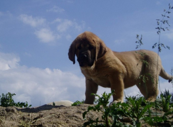 Meggie Tornado Erben - 8,5 weeks
(Druso de la Aljabara x Deborah Tornado Erben) 
Born: 28.03.2007 
Keywords: tornado puppyczech puppy cachorro