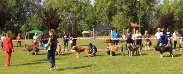 Cachorros hembras - XXXVIII Monográfica Nacional AEPME - Gordoncillo, Leon 08.09.2018
Parole chiave: 2018