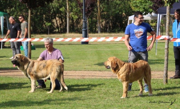 Cachorras hembras: Amaranta & Hulla de la Reguera - XXXVIII Monográfica Nacional AEPME - Gordoncillo, Leon 08.09.2018
Keywords: 2018