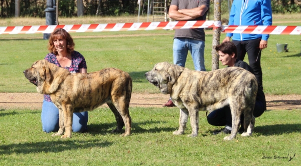 Cachorros hembras: Gorgeous Girl Tornado Erben, Galaxia Tornado Erben - XXXVIII Monográfica Nacional AEPME - Gordoncillo, Leon 08.09.2018
Keywords: 2018 tornado