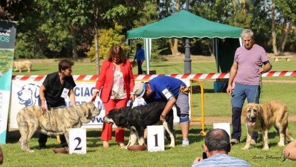 Cachorras hembras: 1. Riverita de Arasanz, 2. Galaxia Tornado Erben, 3. Amaranta - XXXVIII Monográfica Nacional AEPME - Gordoncillo, Leon 08.09.2018
Keywords: 2018