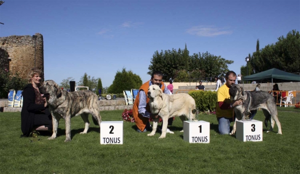 Jenny Mastibe: VG 2, Granda de Duelos y Quebrantos: VG 1 & Castañera de Campollano VG 3 - Puppy Class Females - Monográfica Aepme 13.09.2008
Jenny Mastibe: (Basil Mastifland x Goya Mastibe) - born: 20.12.07
Granda de Duelos y Quebrantos: (Azabache de Campollano x Batuta de Fonteferra) - born: 25.12.07
Castañera de Campollano:
Keywords: 2008