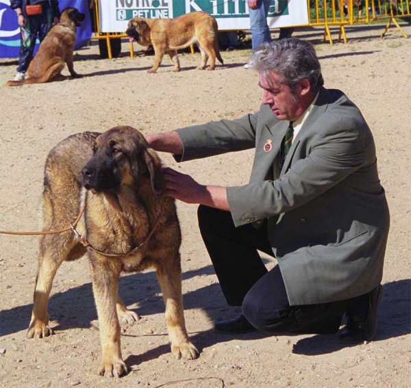 ? - Cachorros Hembras, Monográfica AEPME, Palencia 1999
Photo: Jonas Nielsen © Copyright
Keywords: 1999