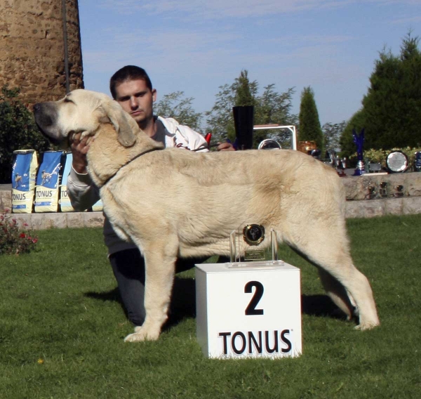 Géronimo de Duelos y Quebrantos : VG 2 - Puppy Class Males, Monográfica Aepme 13.09.2008
(Azabache de Campollano x Batuta de Fonteferra) - born: 25.12.07

Keywords: 2008 duelos