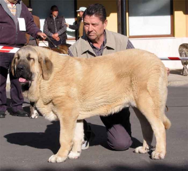 Galán de Vilar - Puppy Class Males VG 1º - Mansilla de las Mulas 07.11.2004
 

Keywords: 2004 puppy cachorro