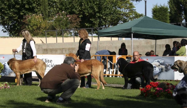 Aragón Vom Eisinger Land: VG, Balak de Tierra de Órbigo: VG, Blai de Cerro del Viento: VG - Puppy Class Males - Monográfica Aepme 13.09.2008
Aragón Vom Eisinger Land: (Arak z Kraje Sokolu x Luana Von Haus Vom Steralted) - born: 29.12.07 
Balak de Tierra de Órbigo: (Sargón de Filandón x Rea de Cueto Negro) - born: 01.01.08 
Blai de Cerro del Viento: (Carbonero de Fuente Mimbre x Loba de Cerro del Viento) - born: 15.12.07
Keywords: 2008