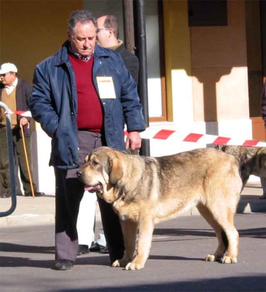 Puppy Class Males VG 3º - Mansilla de las Mulas 07.11.2004
Keywords: 2004 puppy cachorro